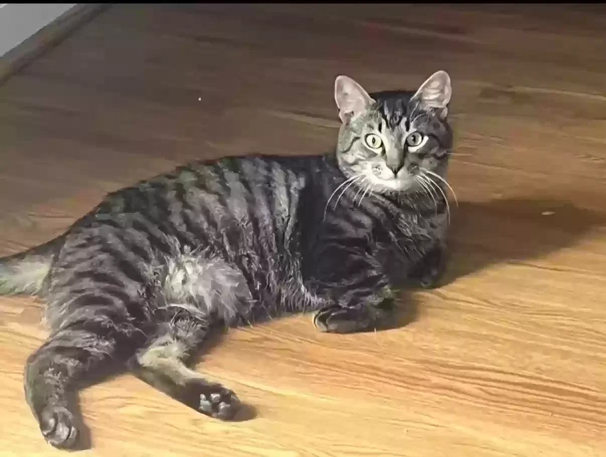 Lost cat in Palm Bay, FL, 32907