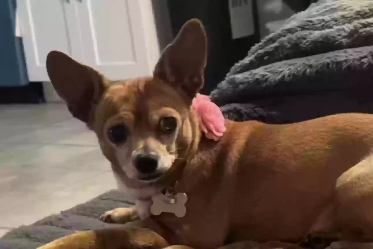 Lost dog in Rio Vista, TX, 76093