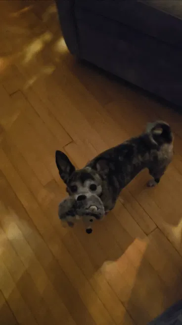 Lost dog in Spokane, WA, 99201