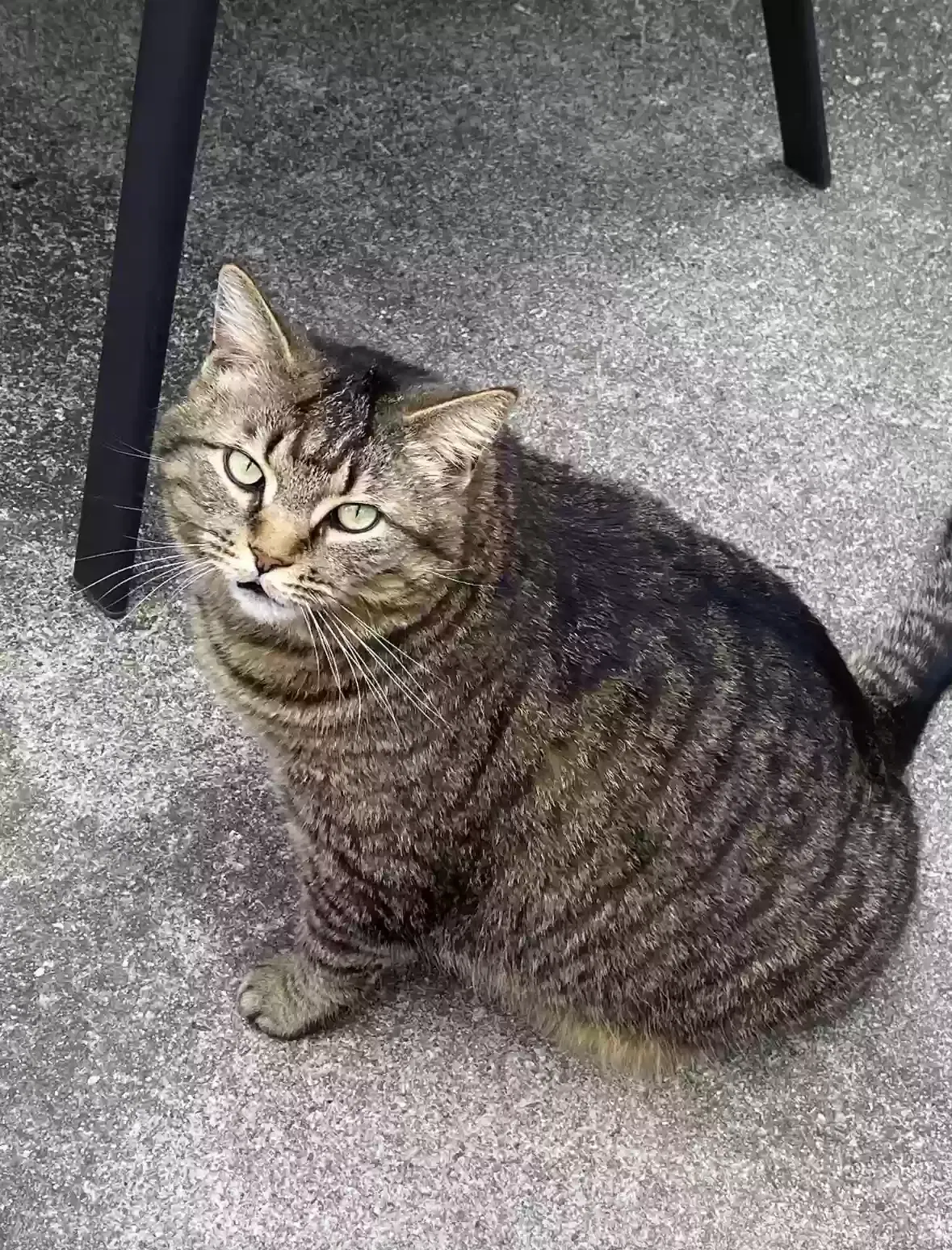 Lost cat in Winston Salem, NC, 27103