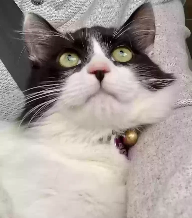Lost cat in Tampa, FL, 33624