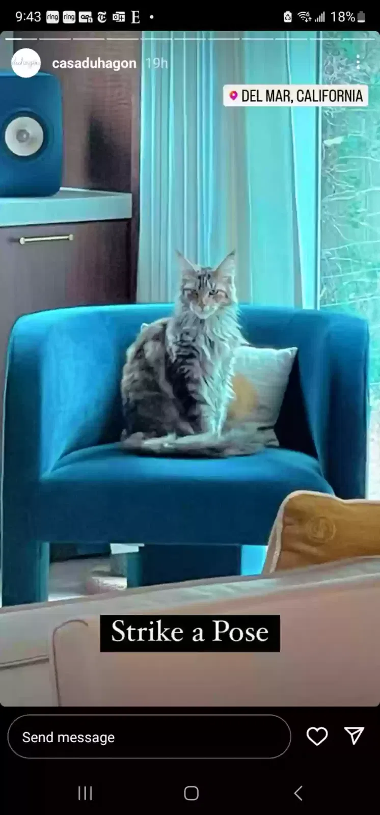 Lost cat in Del Mar, CA, 92014
