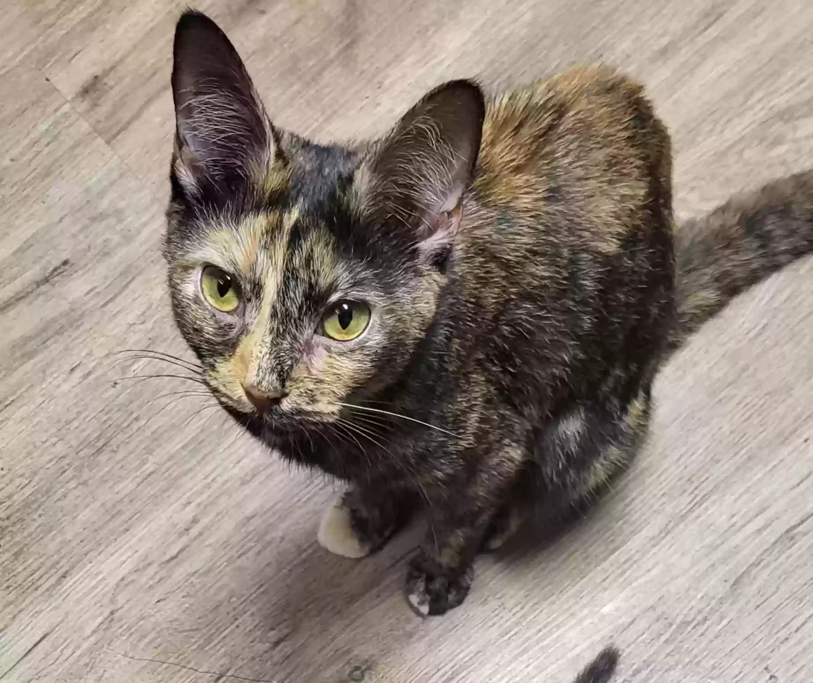 Lost cat in Decatur, AL, 35601