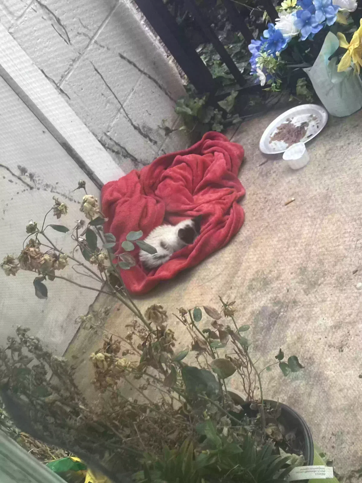 Found cat in Atlanta, GA, 30311