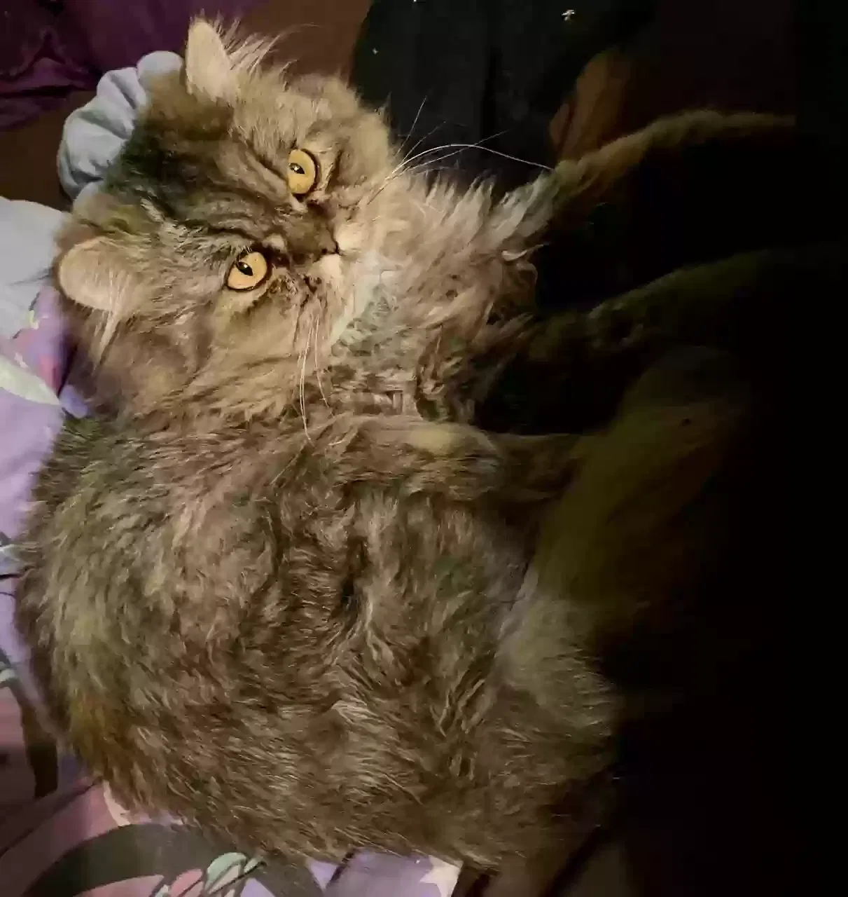 Lost cat in Riverside, CA, 92505