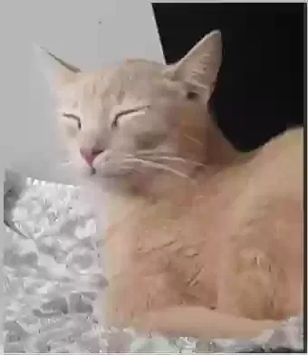 Lost cat in Newell, SD, 57760