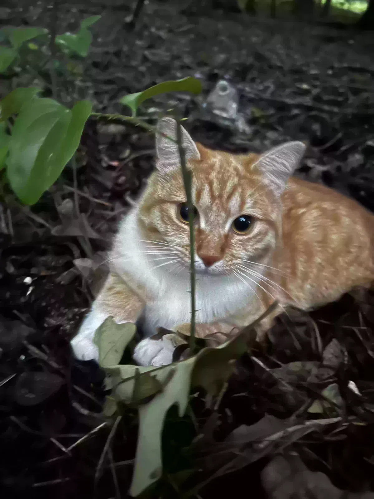 Missing Cat