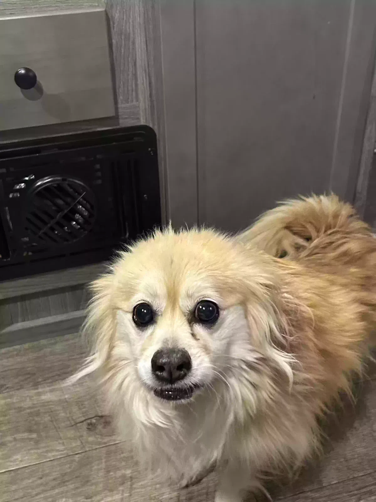 Lost dog in Charleston, SC, 29414