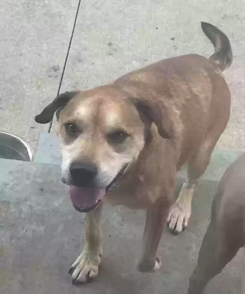 Lost dog in Kansas City, MO, 64134