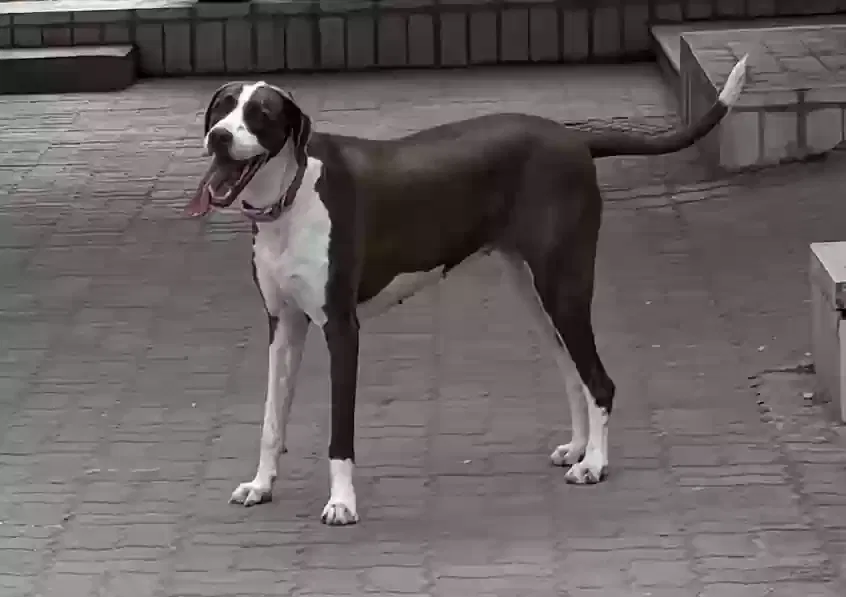 Lost dog in Avondale, AZ, 85323