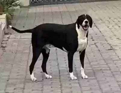 Lost dog in Avondale, AZ, 85323