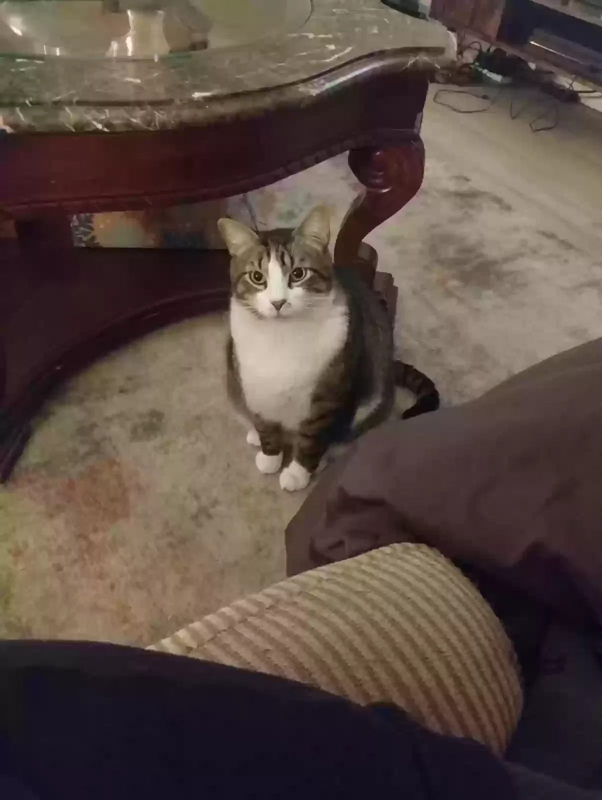 Lost cat in Saint Louis, MO, 63129