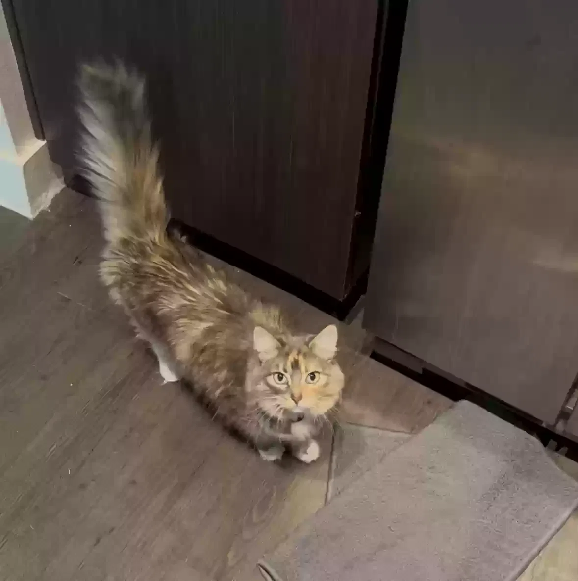 Lost cat in Dallas, TX, 75219