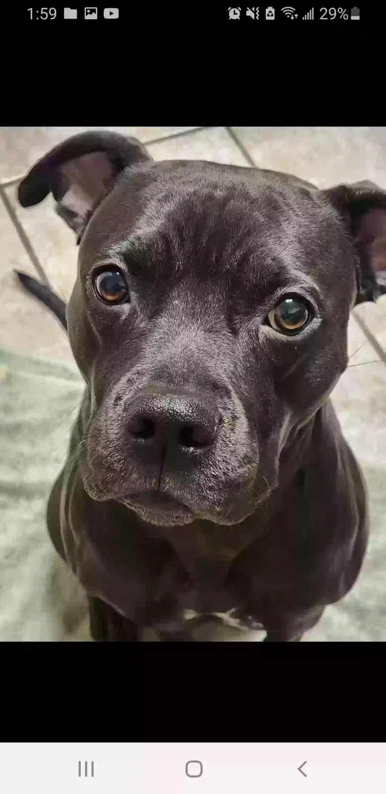 Lost dog in Paterson, NJ, 7524