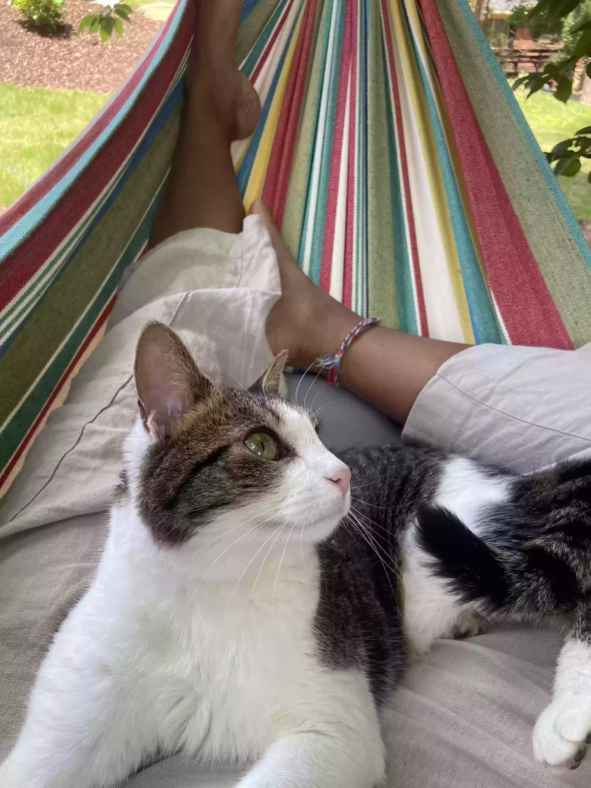 Lost cat in Athens, GA, 30606