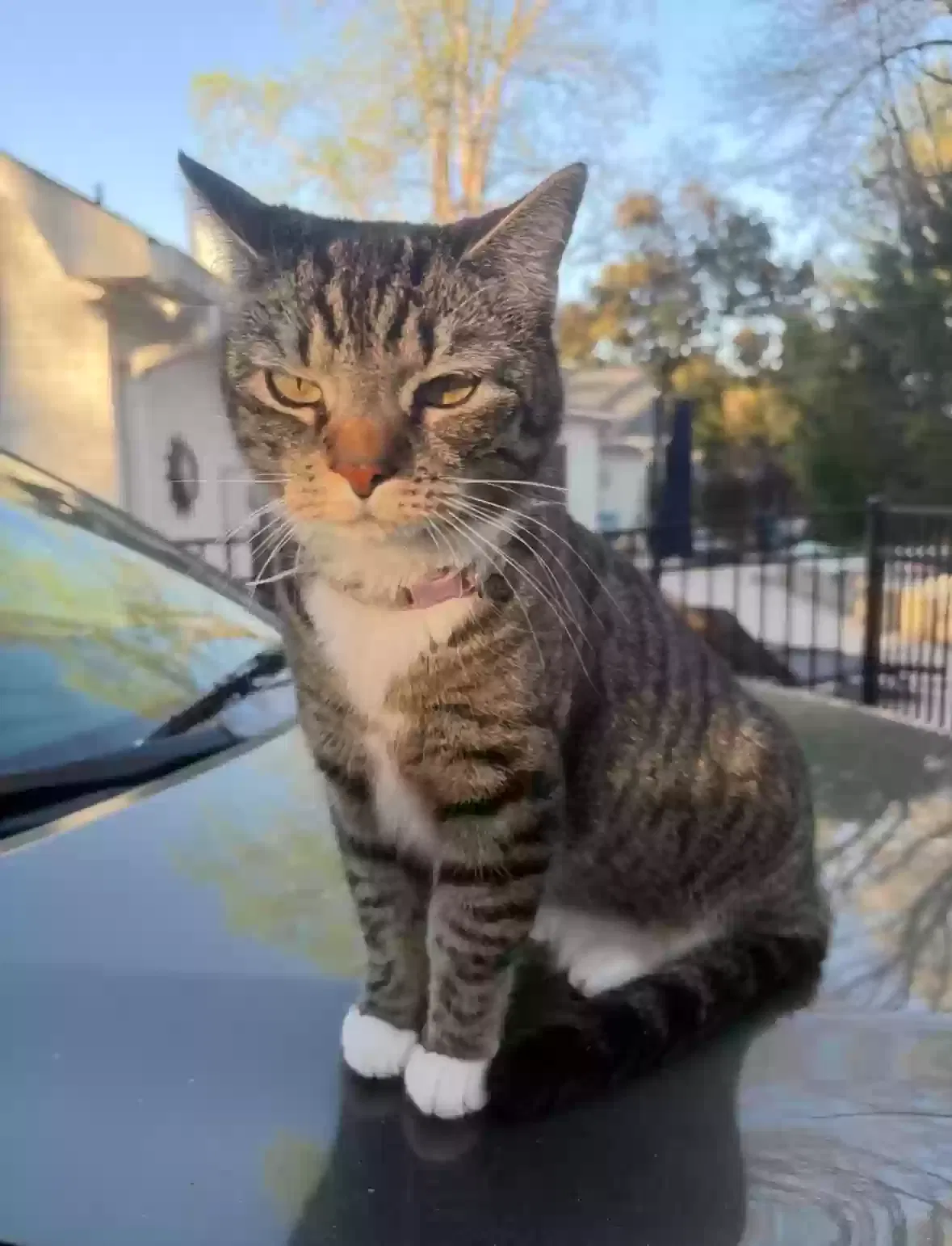 Lost cat in Belmont, NC, 28012