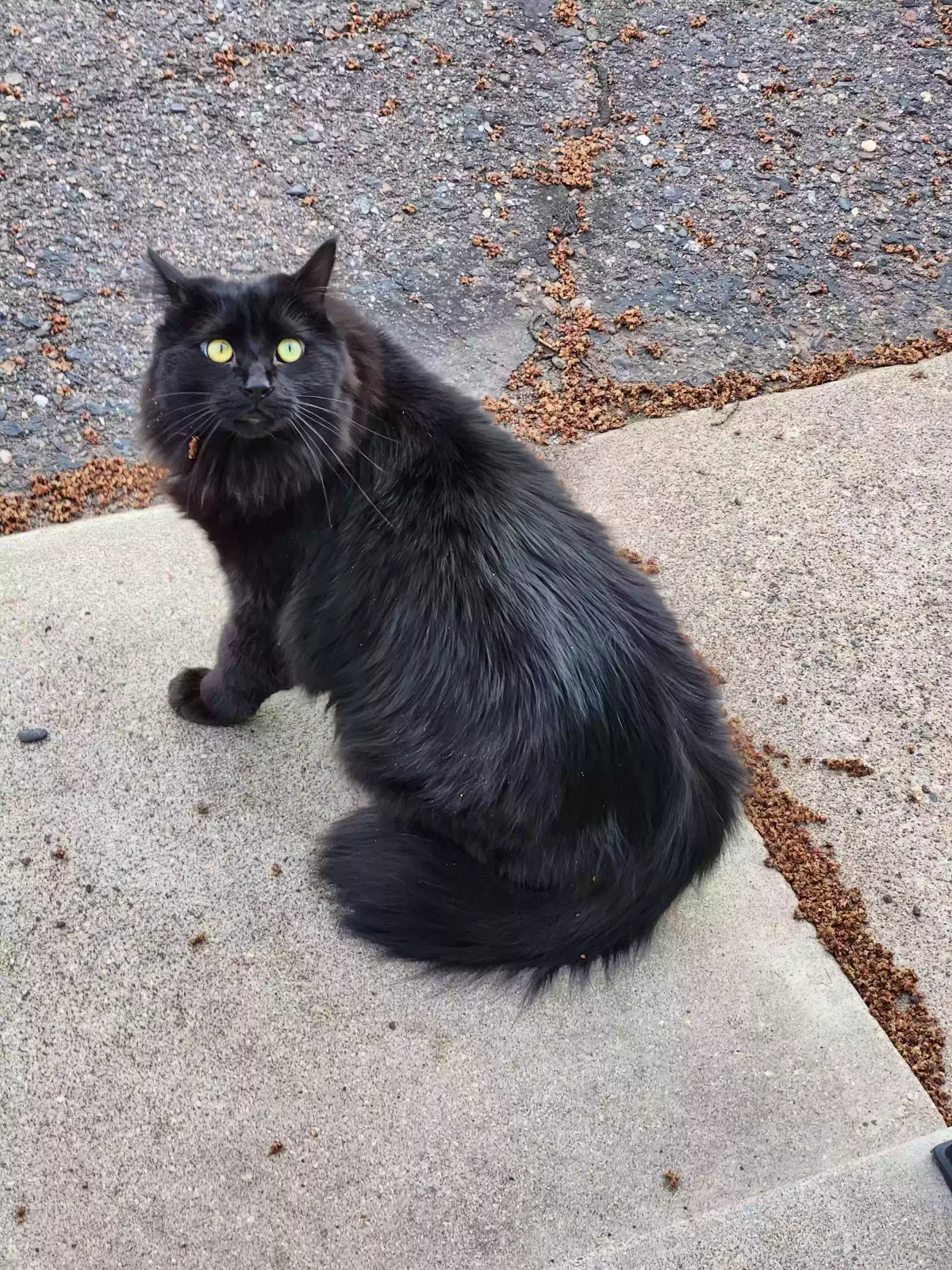 Lost cat in Minneapolis, MN, 55444