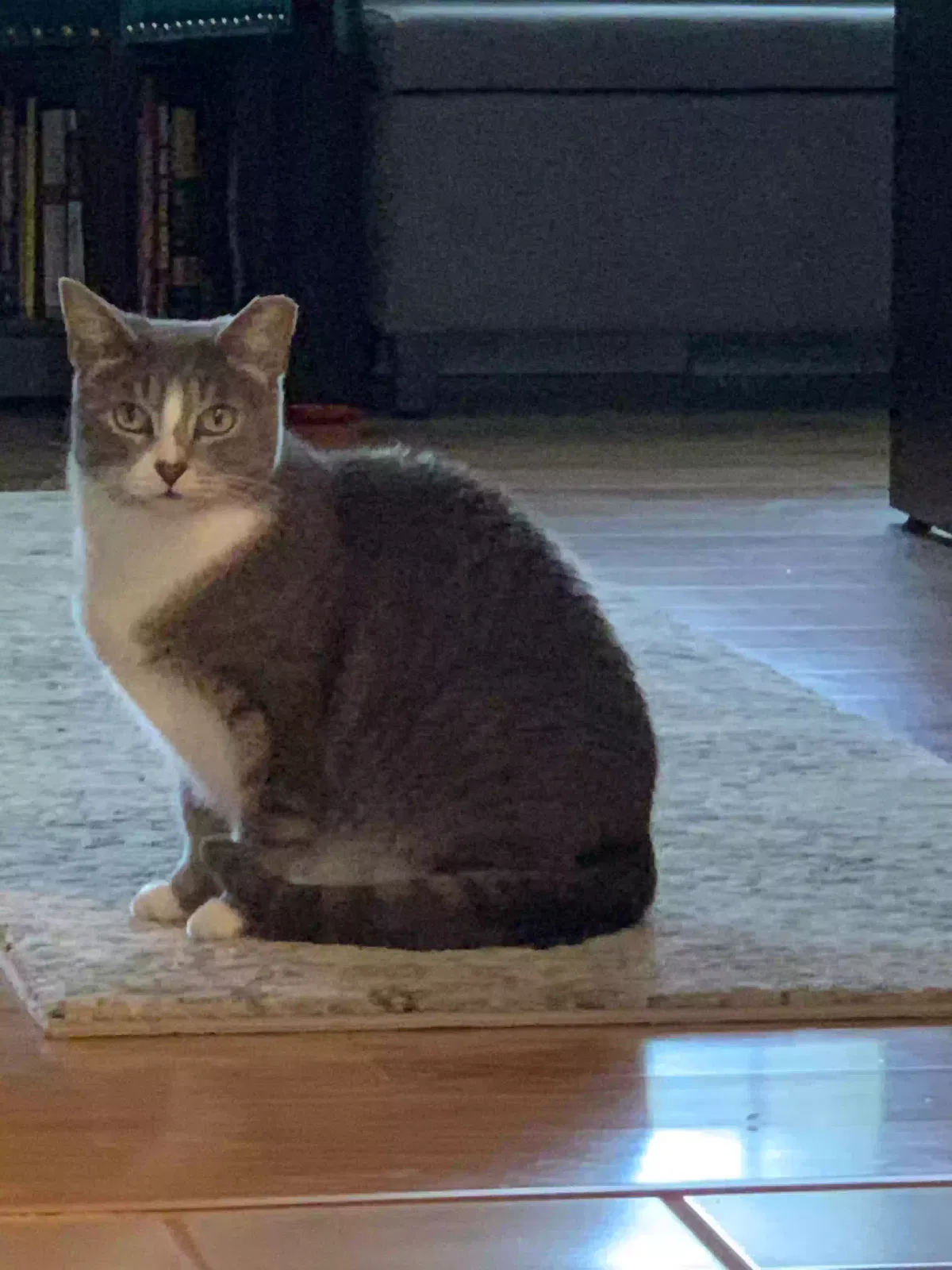 Lost cat in Portsmouth, VA, 23701