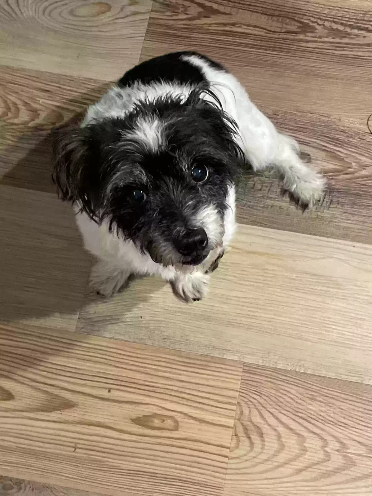 Lost dog in Tickfaw, LA, 70466