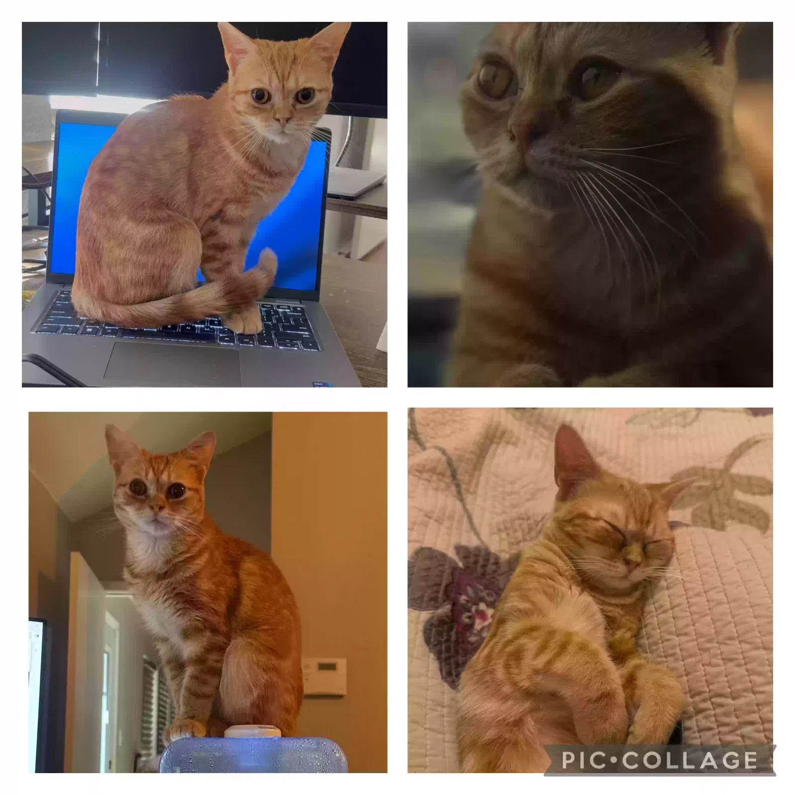 Lost cat in Keller, TX, 76244