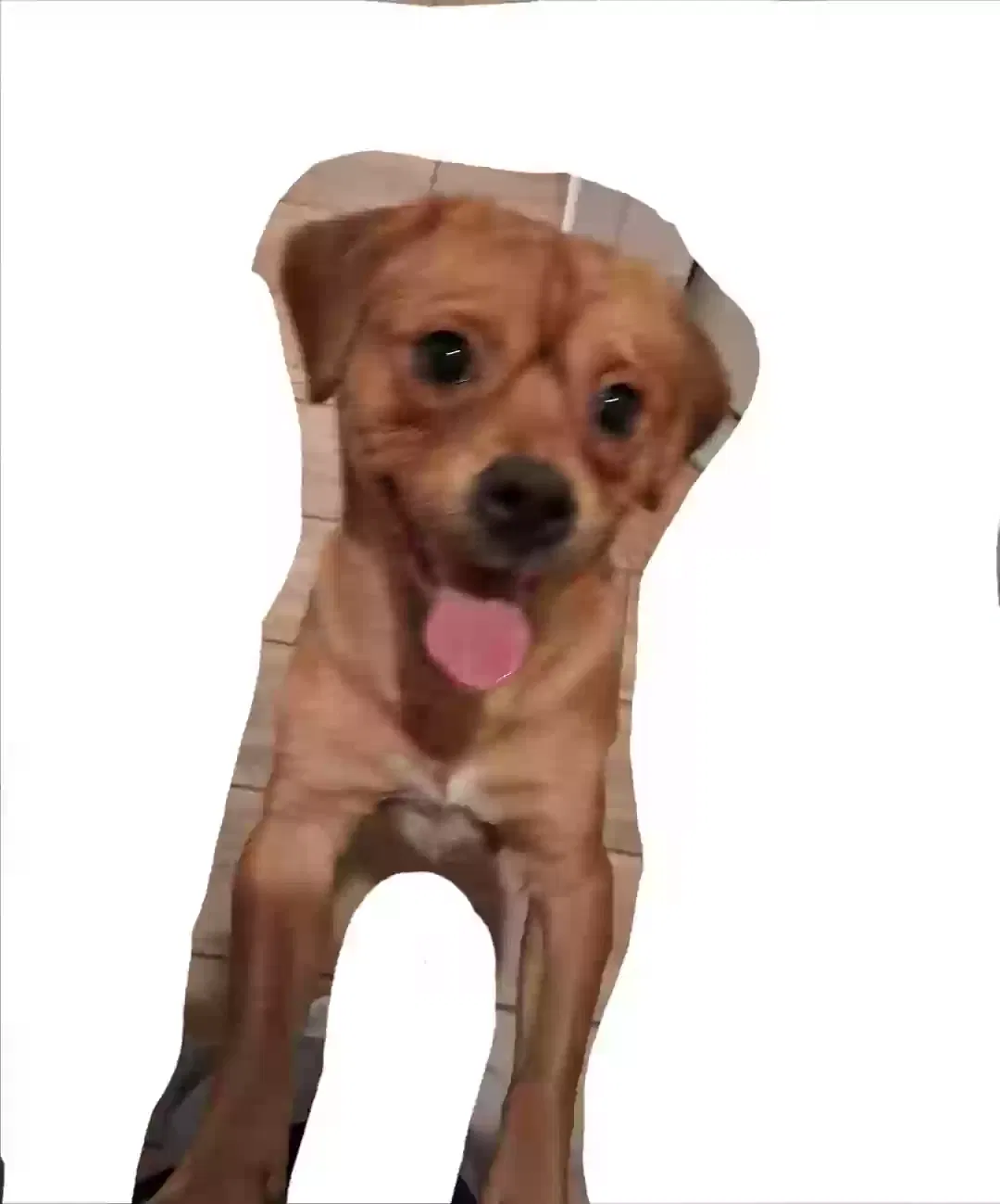Lost dog in Phoenix, AZ, 85006