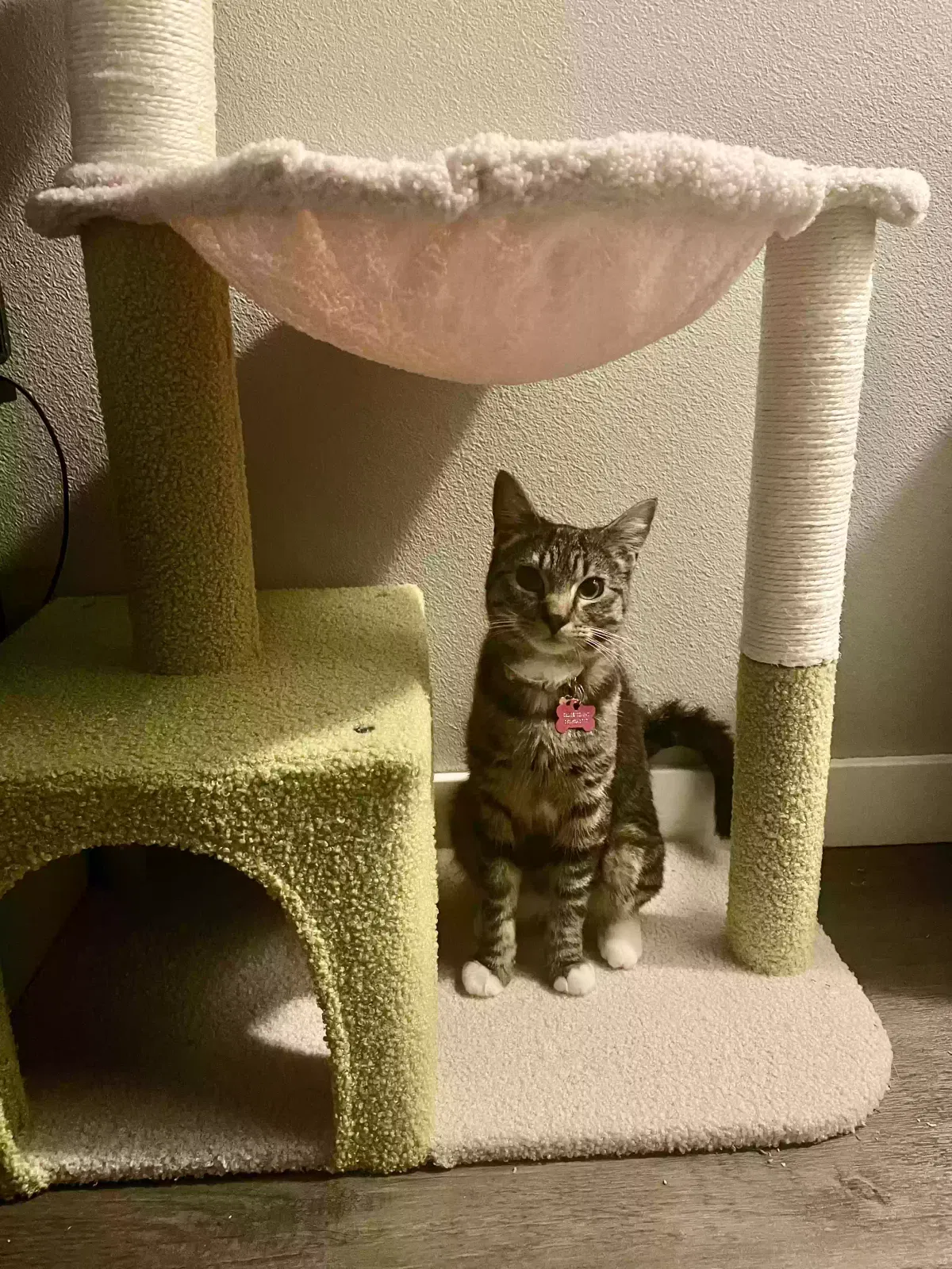 Lost cat in Boise, ID, 83704