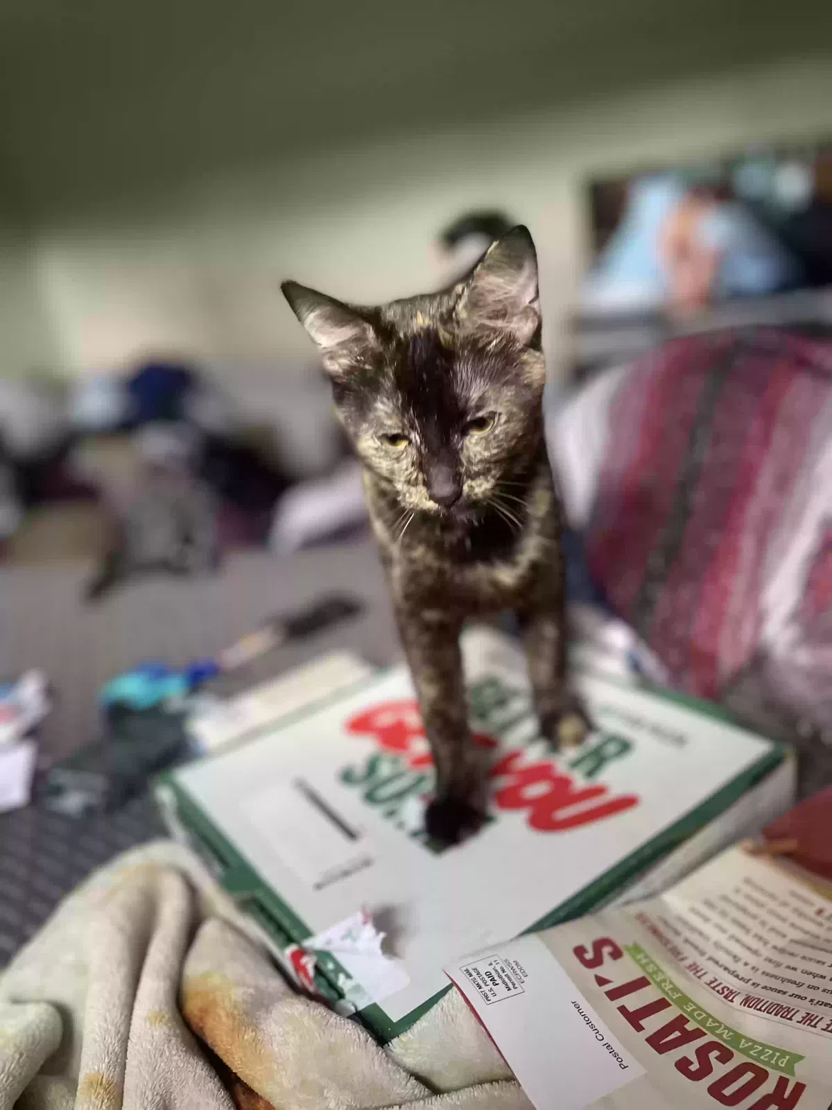 Lost cat in Oceanside, CA, 92054