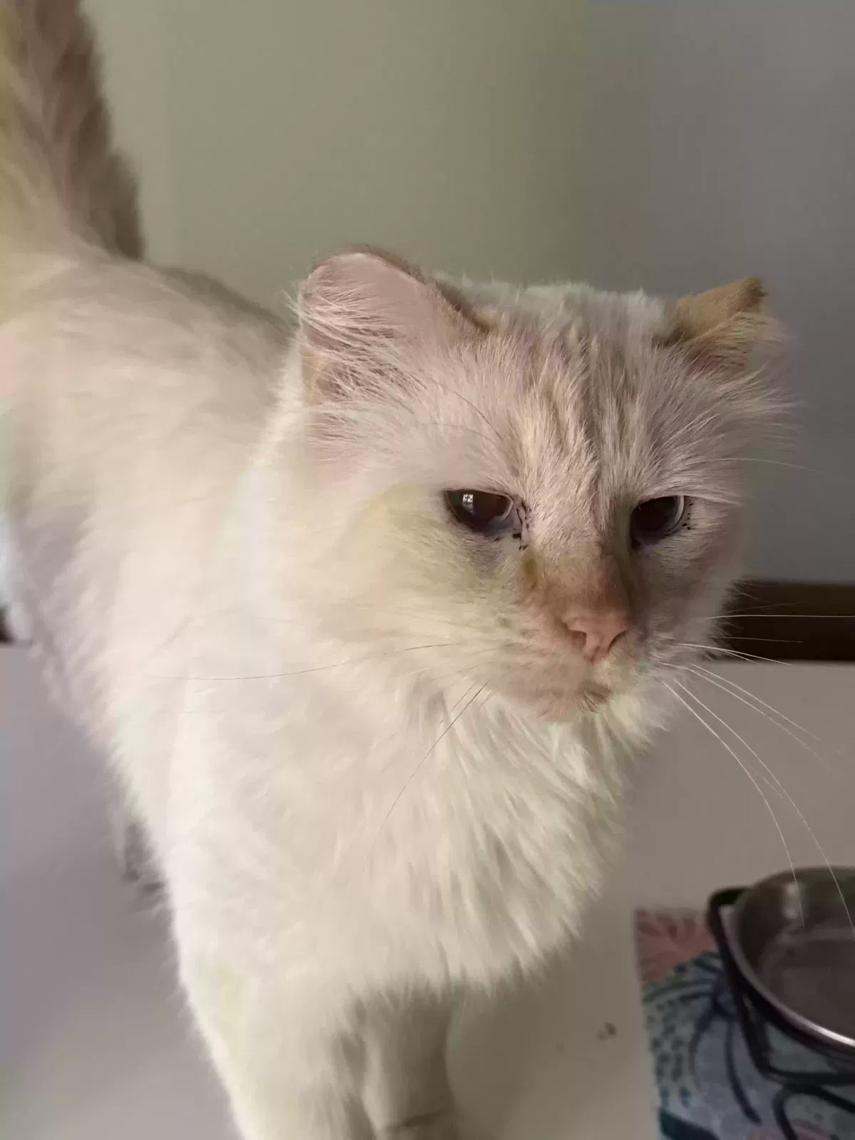 Lost cat in Elgin, IL, 60120