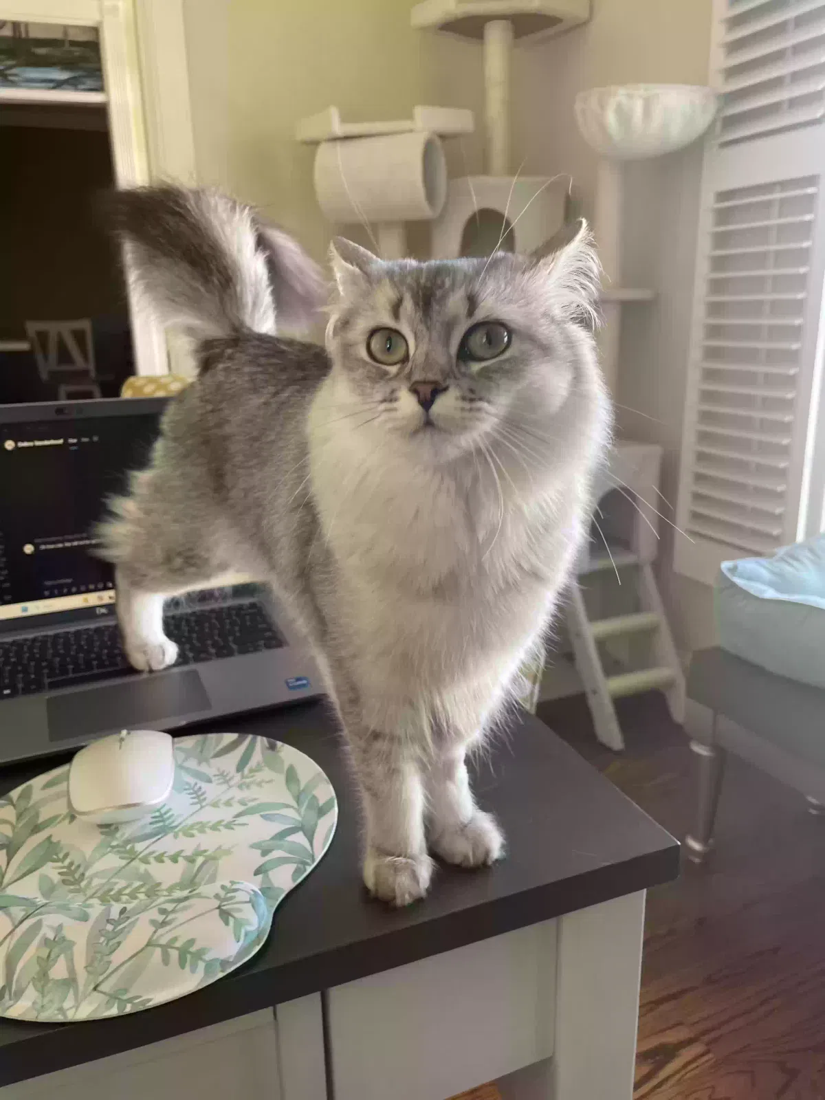 Lost cat in Huntsville, AL, 35811