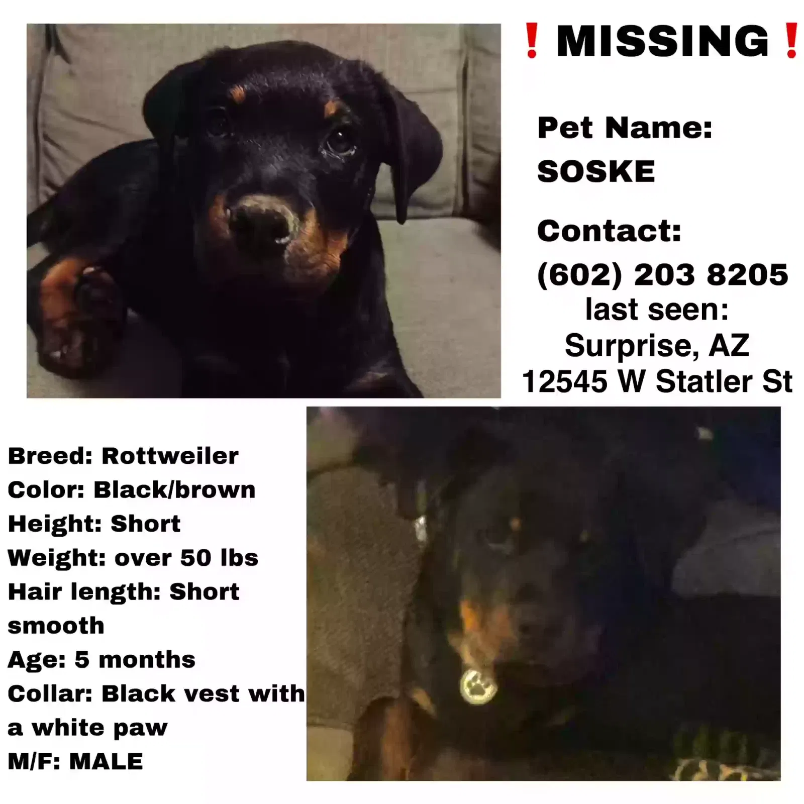 Lost dog in Surprise, AZ, 85378
