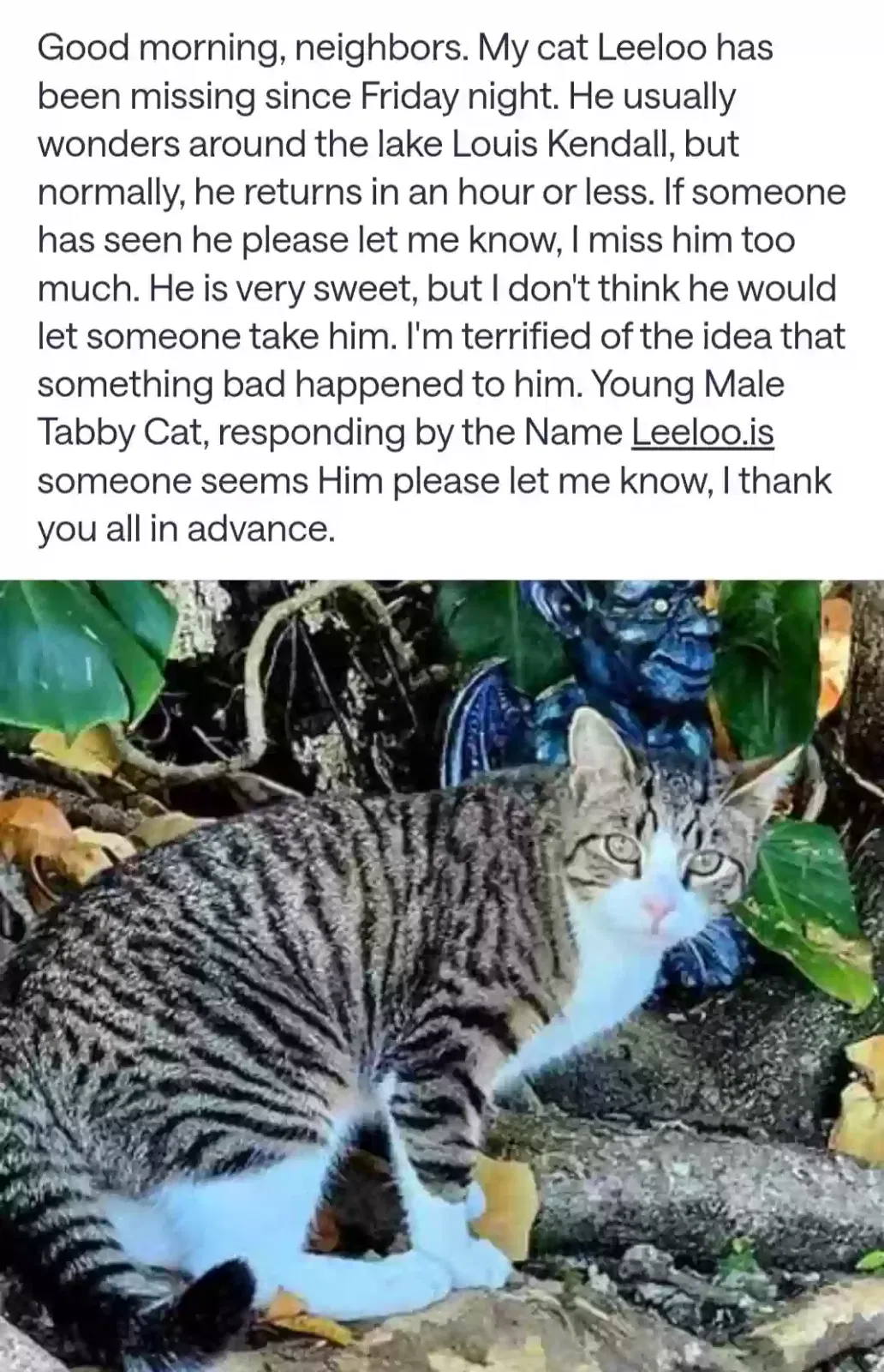 Lost cat in Miami, FL, 33183