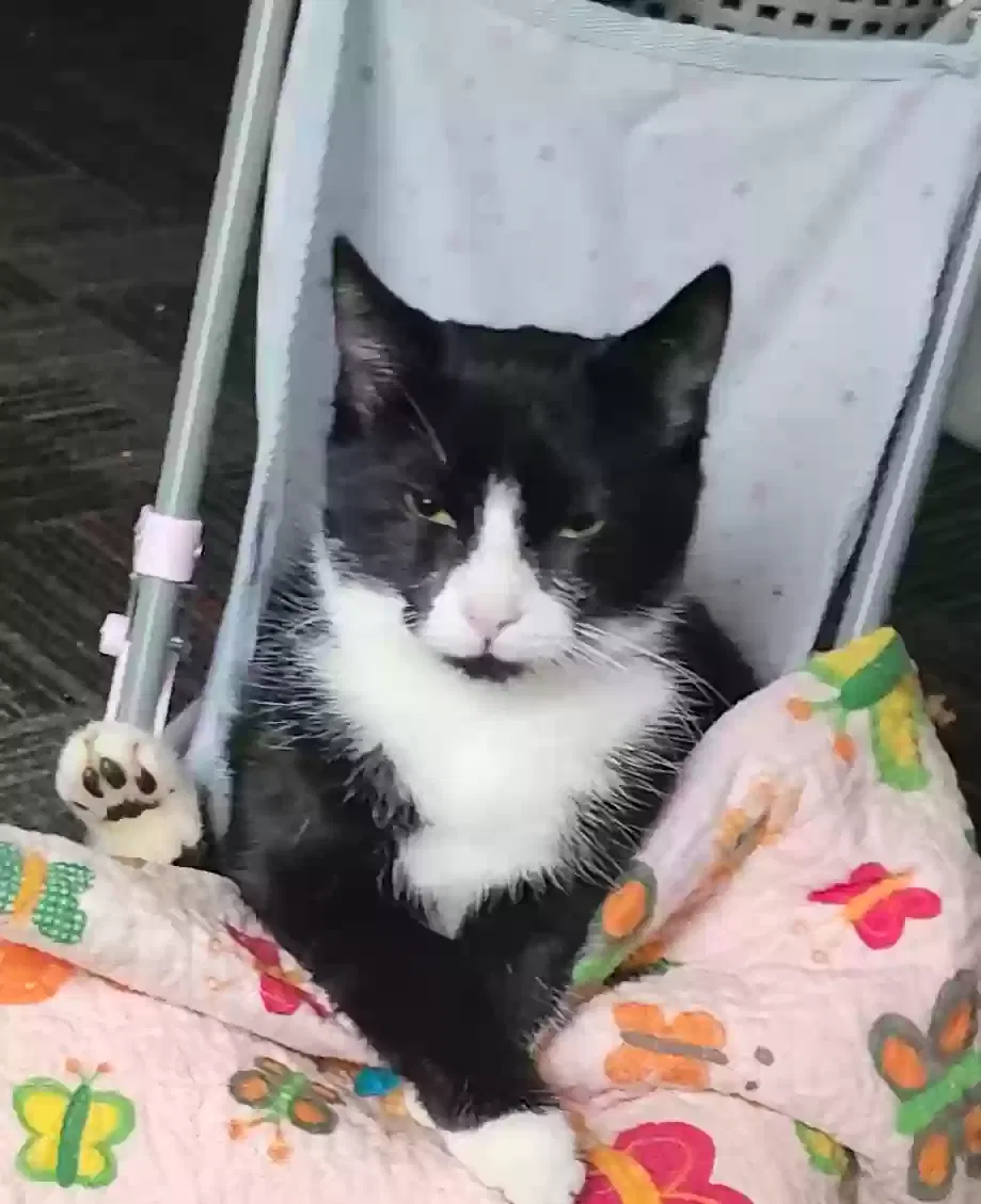 Lost cat in Senoia, GA, 30276