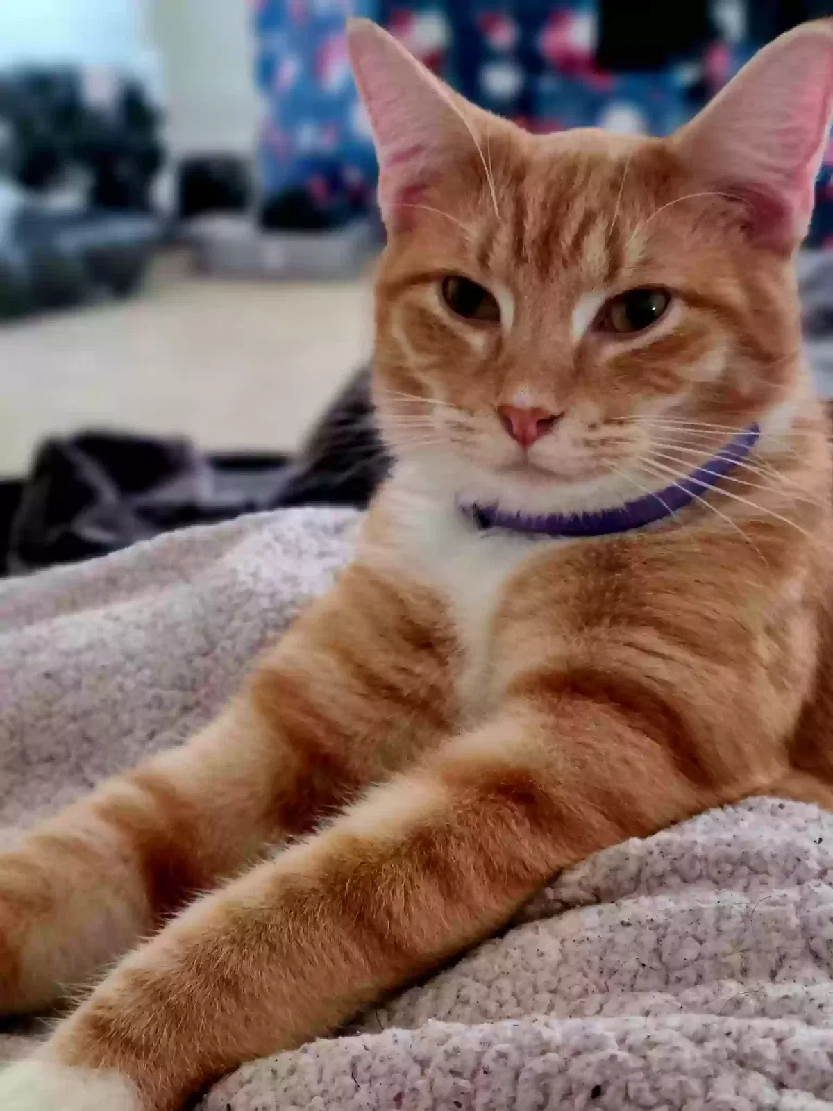 Lost cat in Springfield, OH, 45506