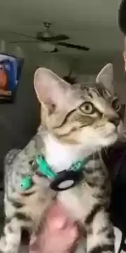 Lost cat in Chesapeake, VA, 23322