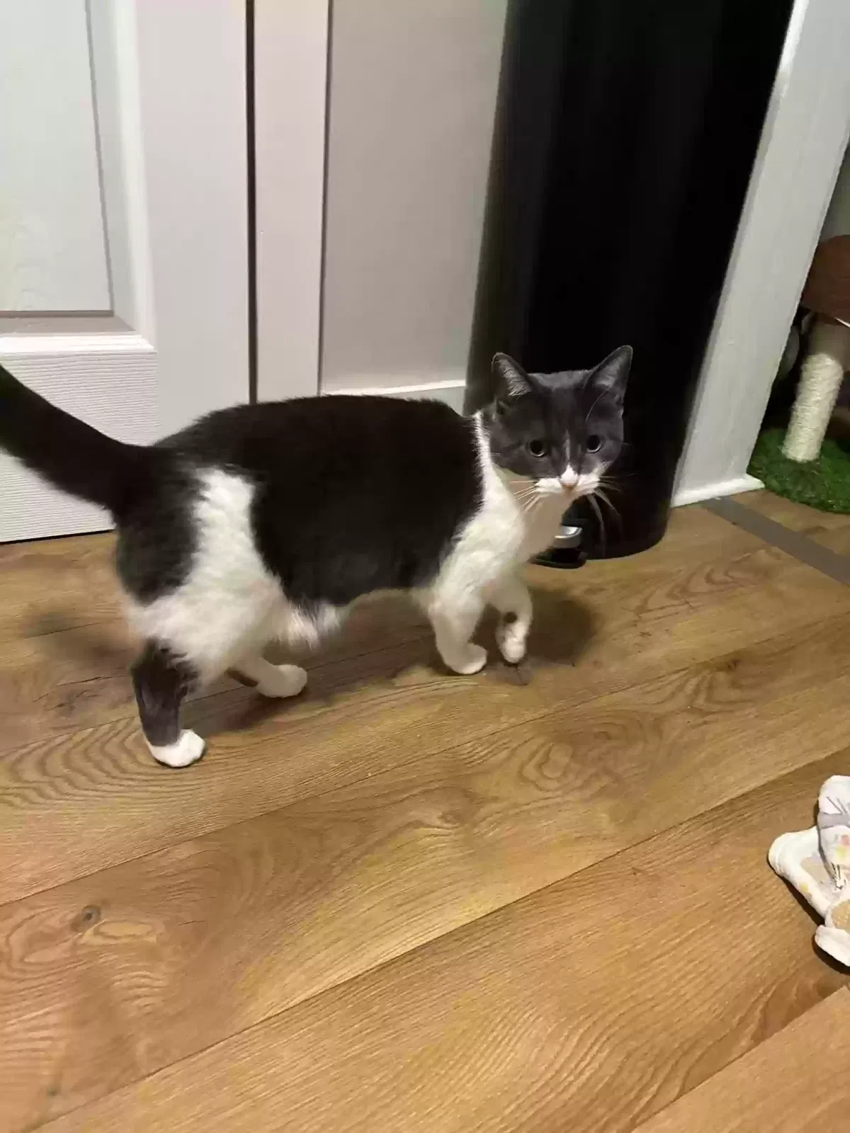 Lost cat in Indianapolis, IN, 46219