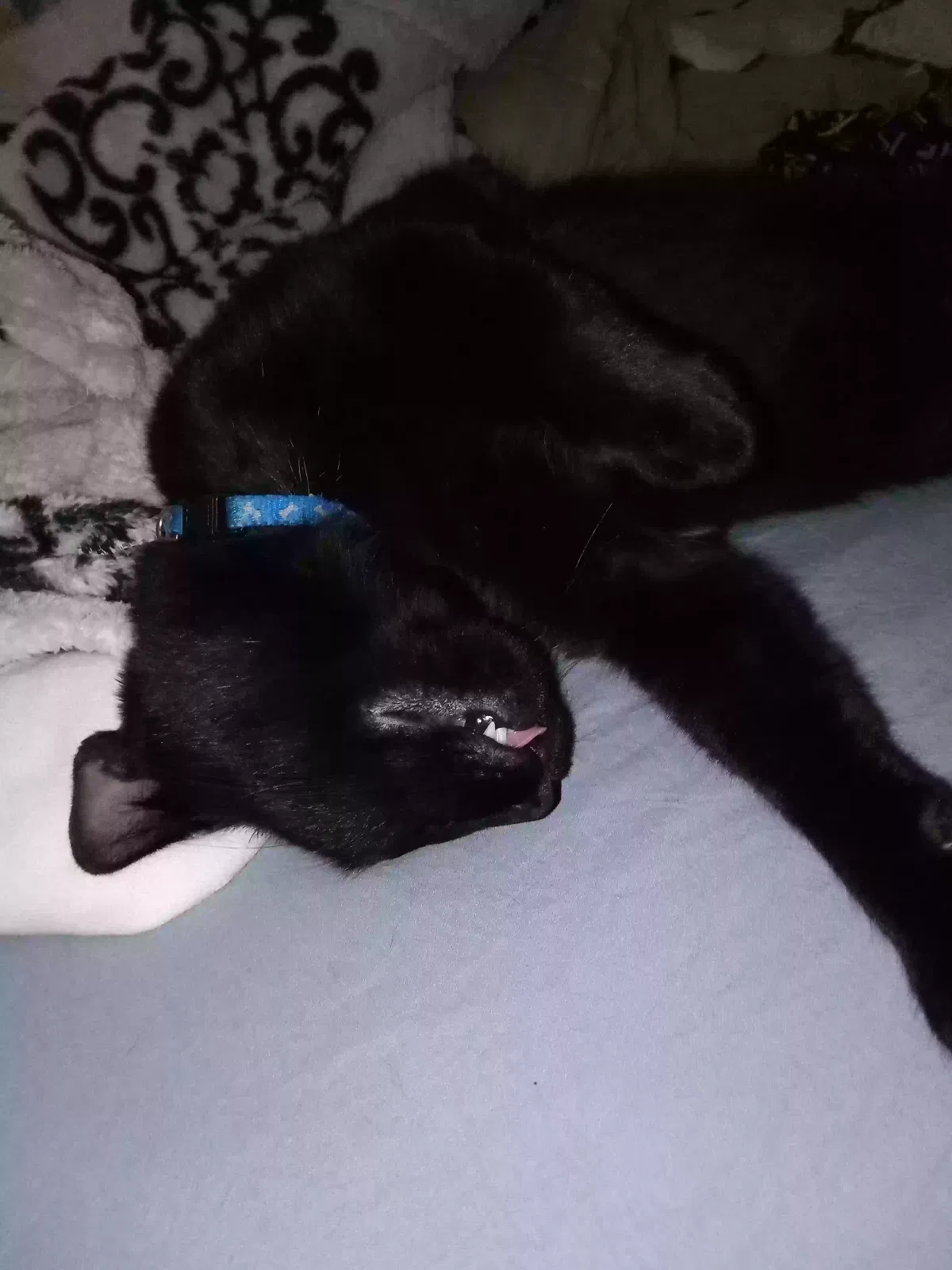 Lost cat in Dade City, FL, 33525