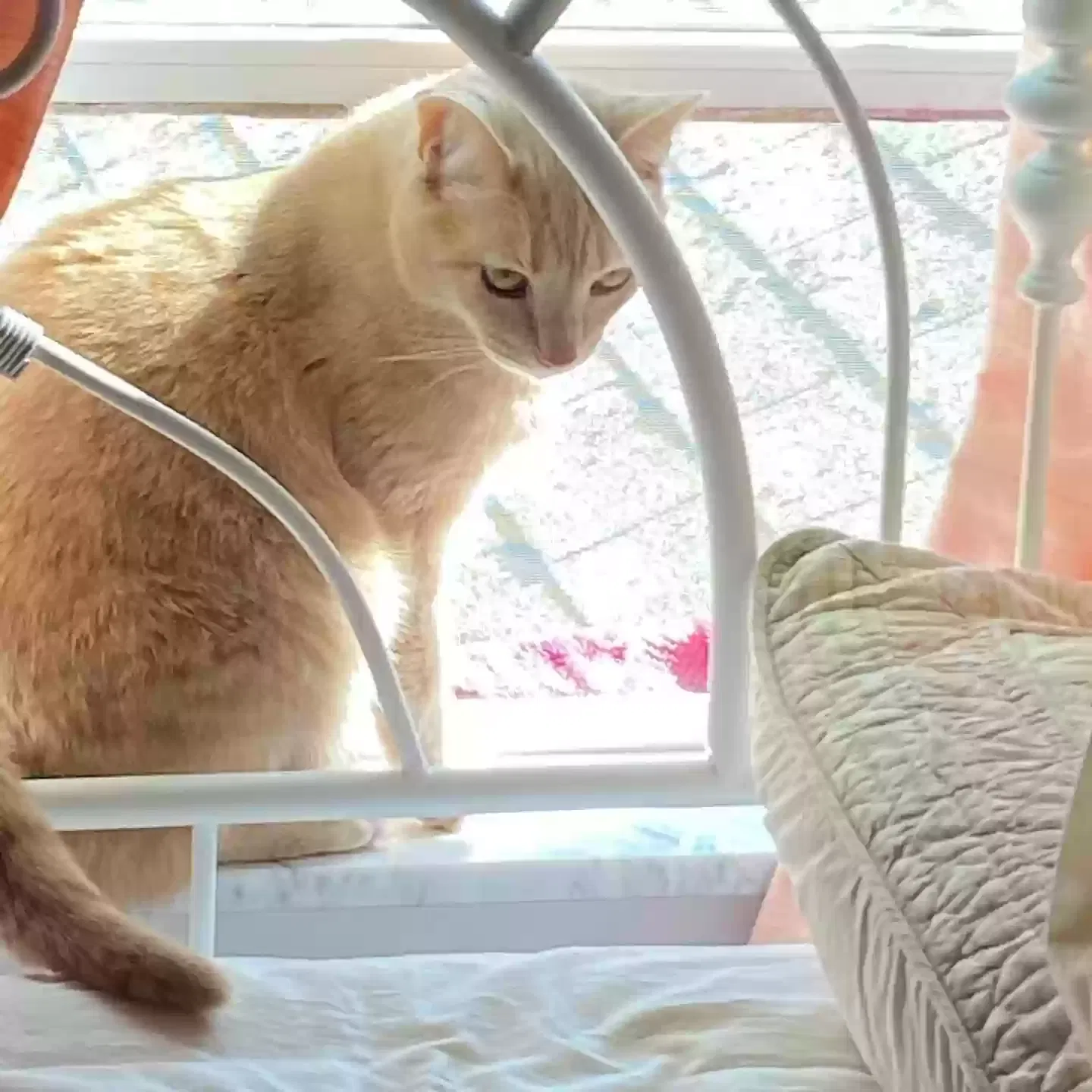 Lost cat in Columbus, OH, 43230