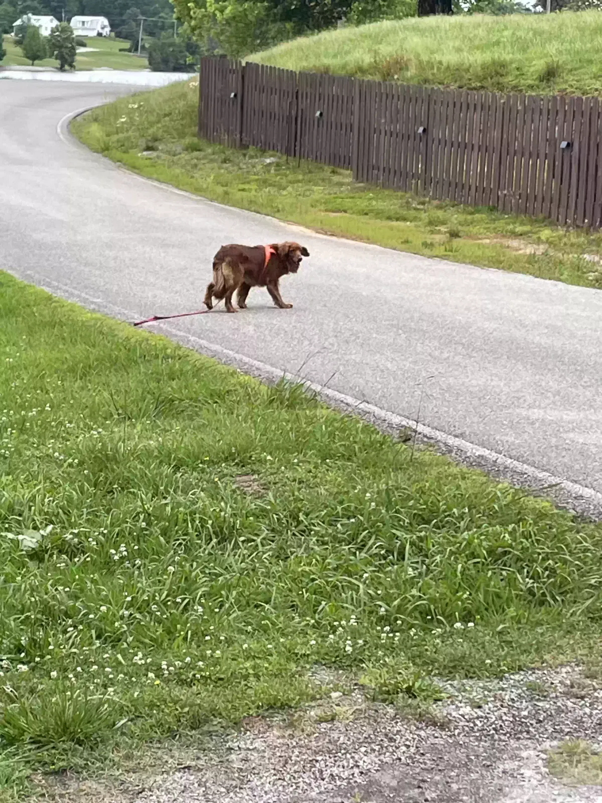 Lost dog in Lenoir City, TN, 37771