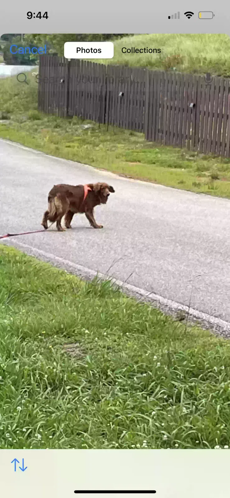 Lost dog in Lenoir City, TN, 37771