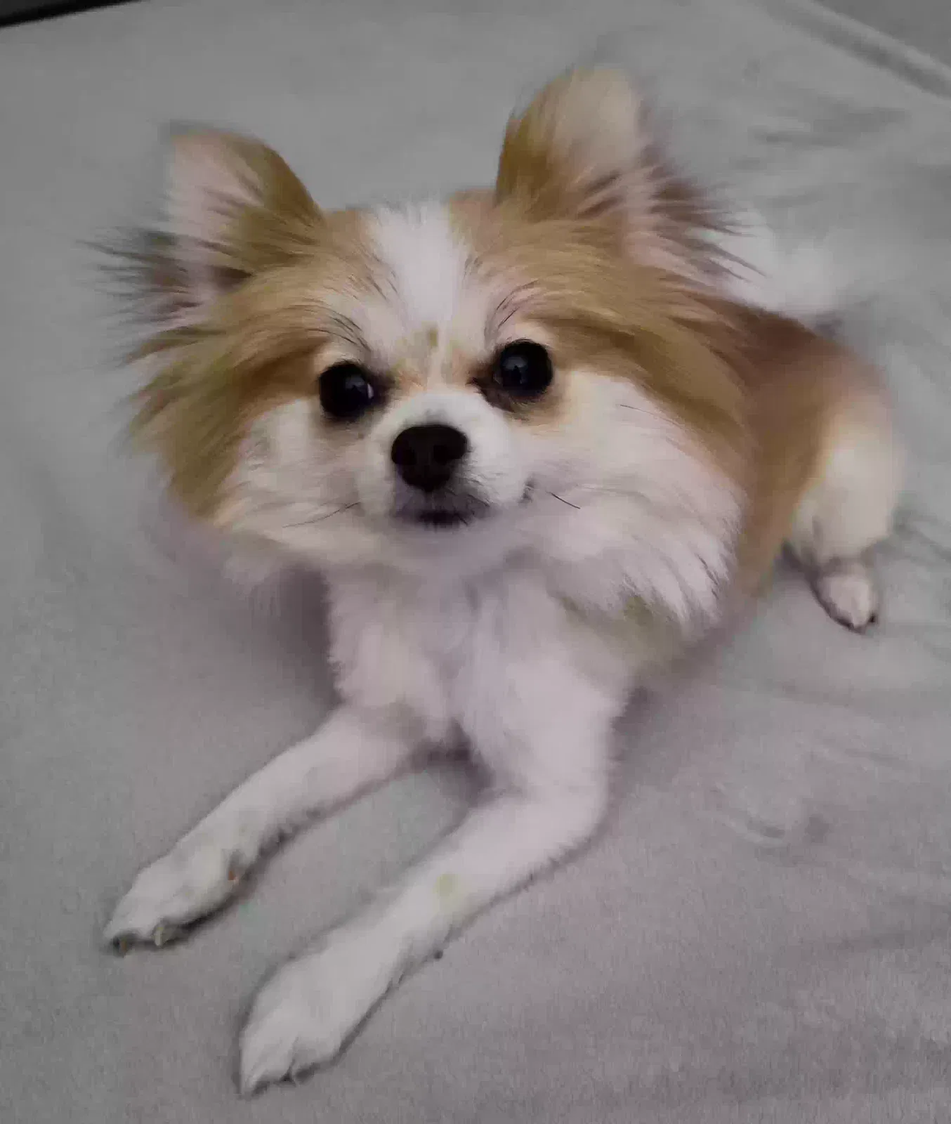 Lost dog in Las Vegas, NV, 89130