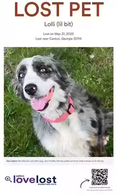 Lost dog in Canton, GA, 30114