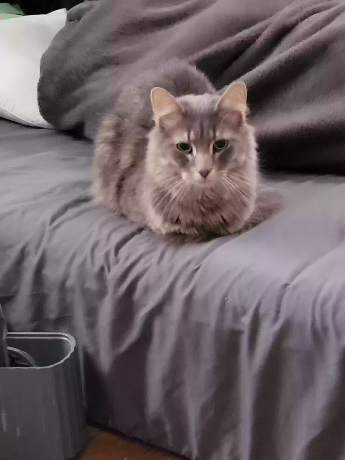 Lost cat in High Point, NC, 27263