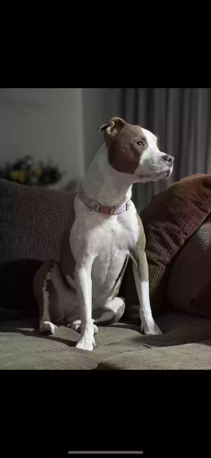 Lost dog in San Bernardino, CA, 92404