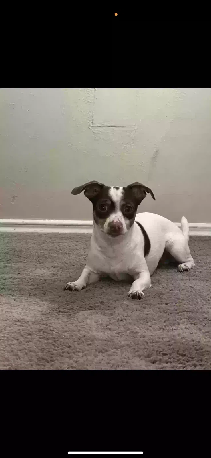 Lost dog in Houston, TX, 77071