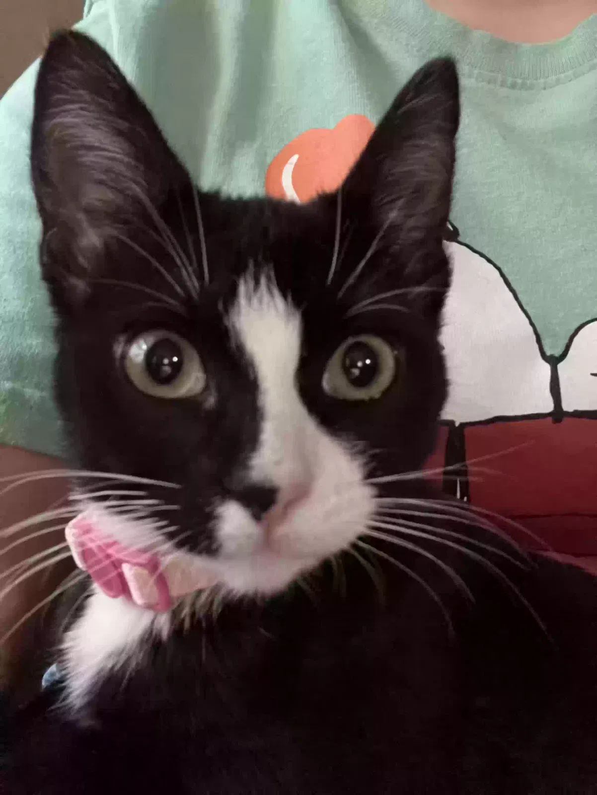 Lost cat in San Antonio, TX, 78233