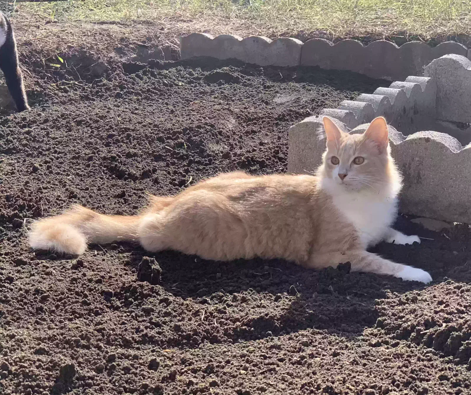Lost cat in Hawthorne, CA, 90250