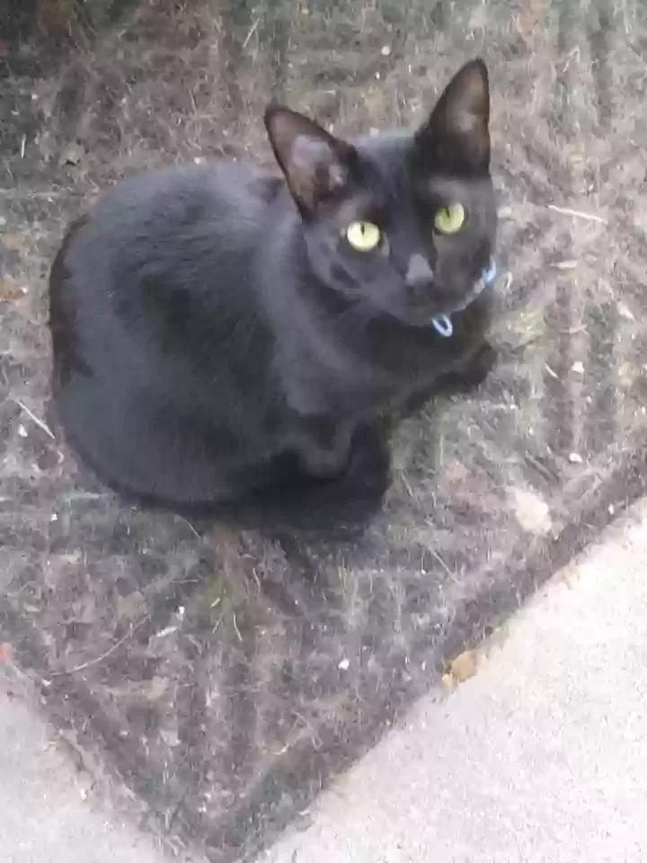 Lost cat in Dayton, OH, 45403