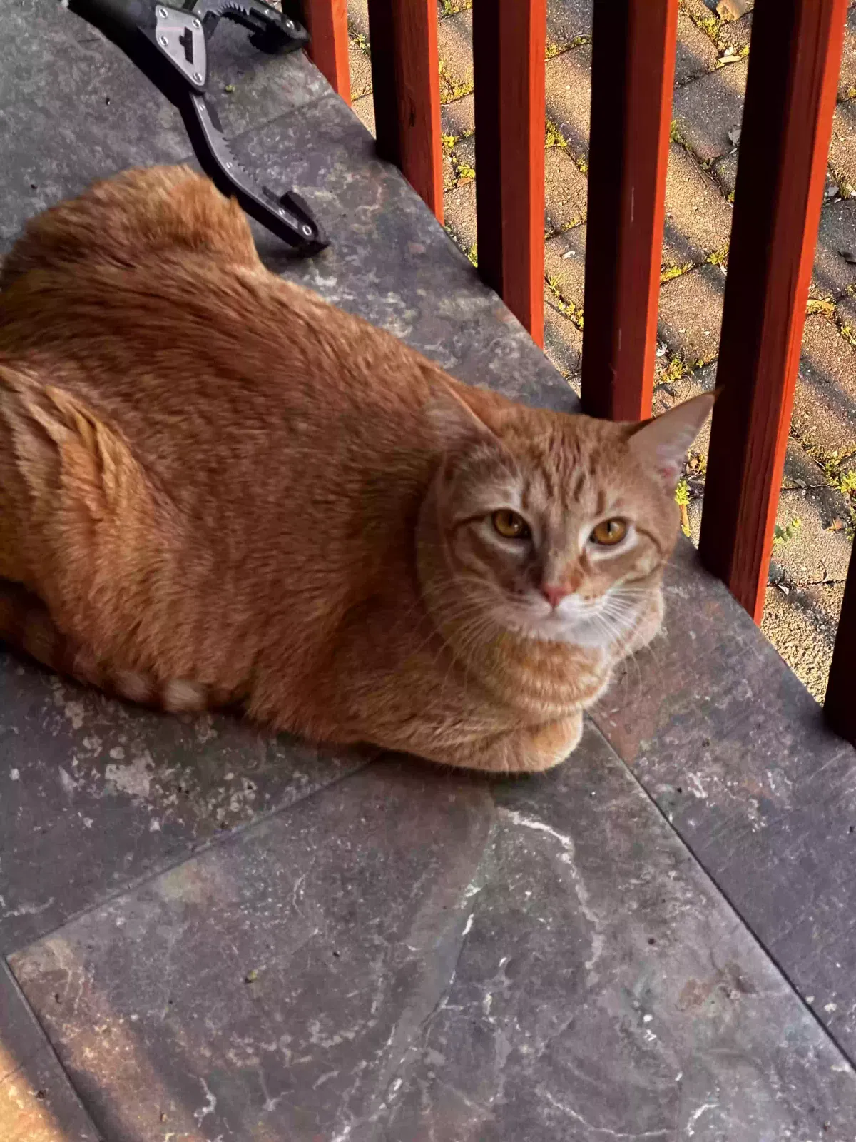 Lost cat in Charlotte, NC, 28262