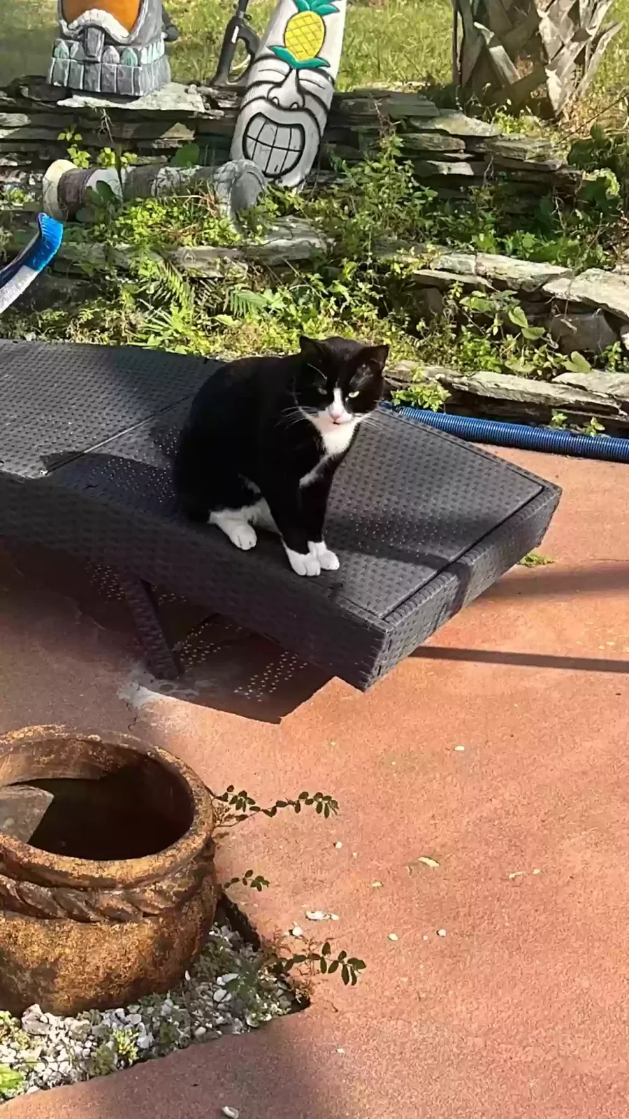 Lost cat in Tarpon Springs, FL, 34689