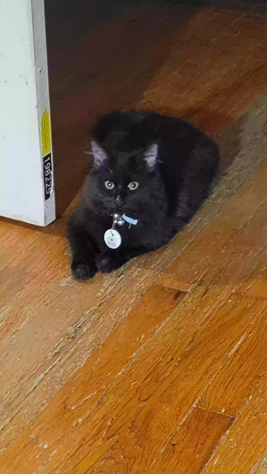 Lost cat in Saint Louis, MO, 63118